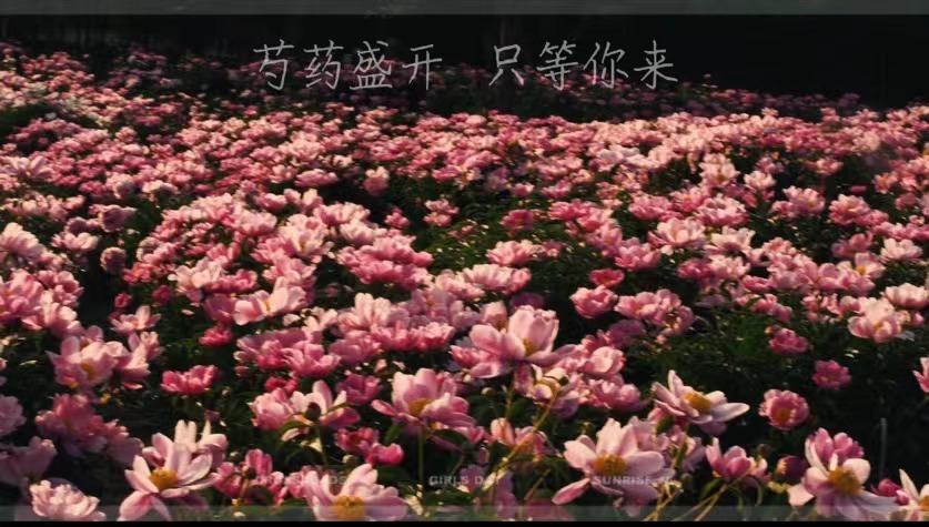 芍藥盛開(kāi)  只等你來(lái)！