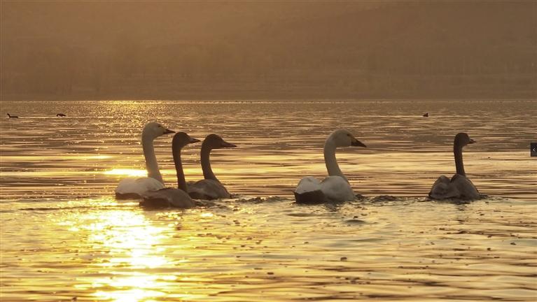 好生態(tài)引來(lái)白天鵝！白天鵝來(lái)和林格爾縣石咀子水庫(kù)“打卡”