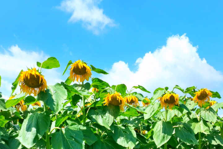 和林格爾縣萬(wàn)畝葵海進(jìn)入盛花期